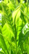 Hojas de té verde